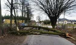Drzewa spadały na linie energetyczne. W Mieczkowie nie było prądu