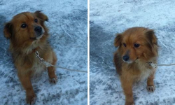 Ta suczka szuka domu