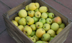 Mieszkańcy z gminy Udanin dziękują za jabłka